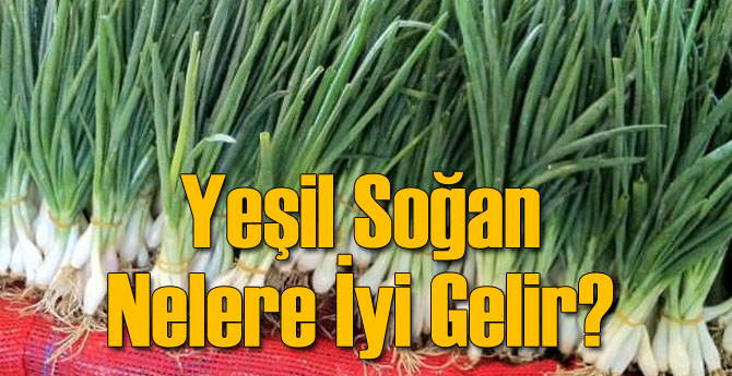 Yeşil Soğan Nelere İyi Gelir?