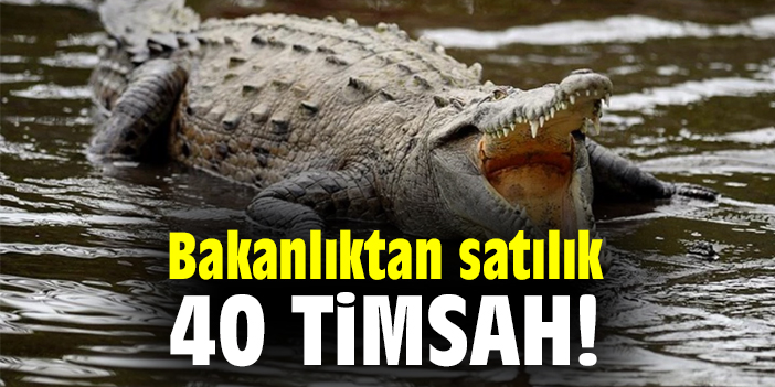 Bakanlıktan satılık 40 timsah!