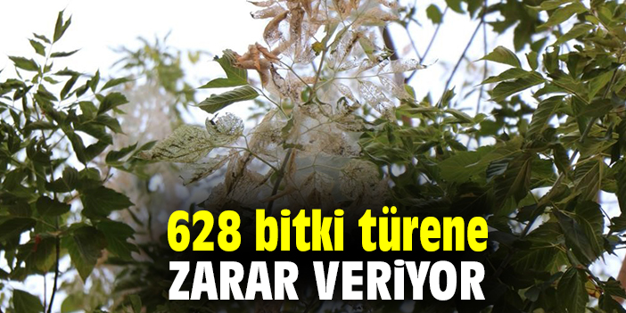 628 bitki türene zarar veriyor