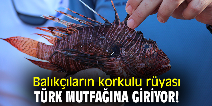 Balıkçıların korkulu rüyası Türk mutfağına giriyor