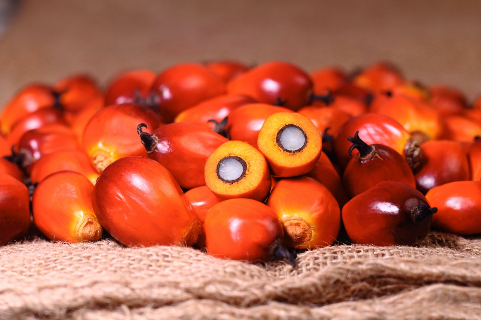 Palm Yağına Bir Bakış