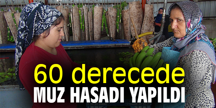60 derecede muz hasadı yapıldı
