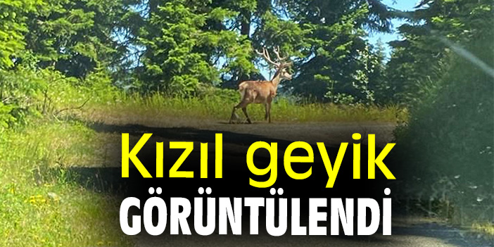 Kızıl geyik görüntülendi