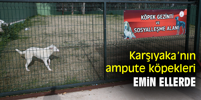 Karşıyaka’nın ampute köpekleri emin ellerde