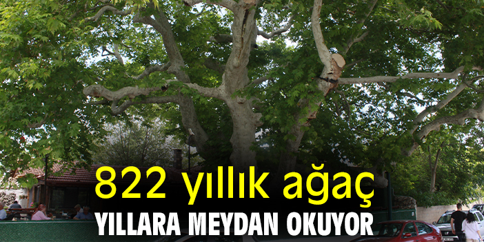 822 yıllık ağaç yıllara meydan okuyor