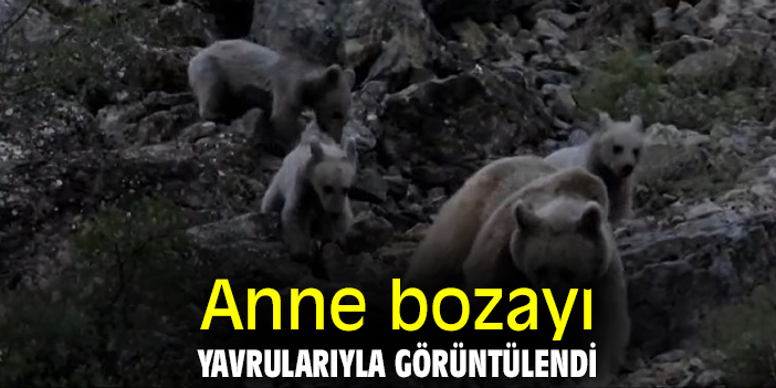 Anne bozayı, yavrularıyla görüntülendi