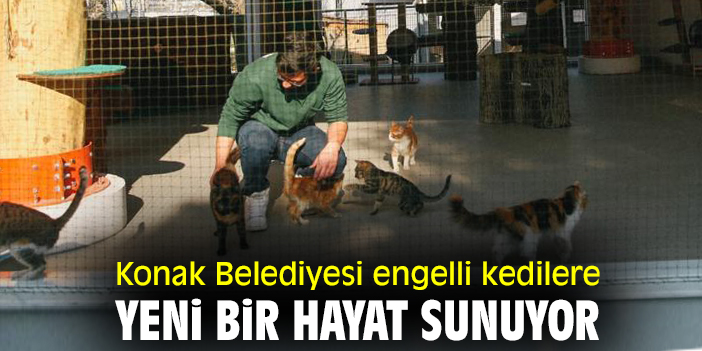 Konak Belediyesi engelli kedilere yeni bir hayat sunuyor