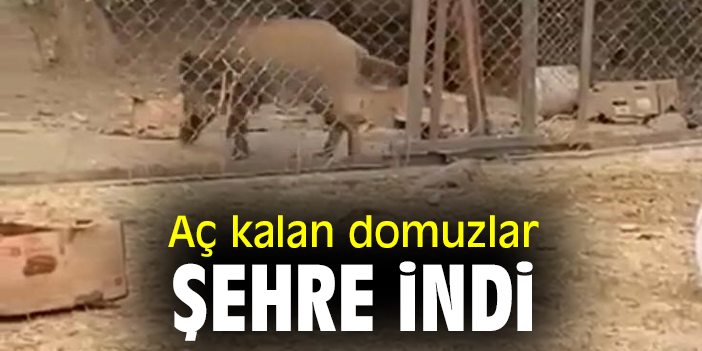 Aç kalan domuzlar şehre indi