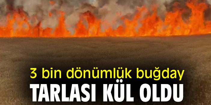 3 bin dönümlük buğday tarlası kül oldu