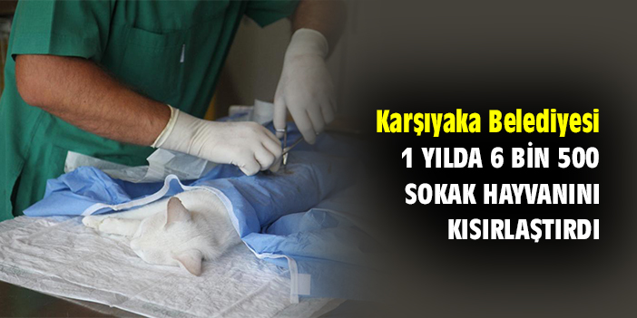 Karşıyaka Belediyesi, 1 yılda 6 bin 500 sokak hayvanını kısırlaştırdı