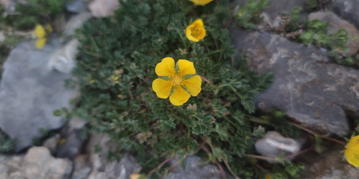 Sadece Aladağlar'da var