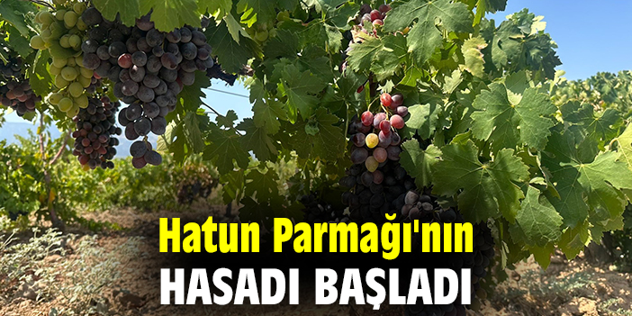 Hatun Parmağı'nın hasadı başladı