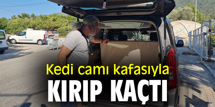 Kedi camı kafasıyla kırıp kaçtı