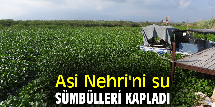 Asi Nehri'ni su sümbülleri kapladı
