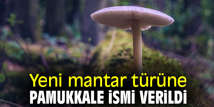 Yeni mantar türüne Pamukkale ismi verildi