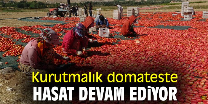 Kurutmalık domateste hasat devam ediyor