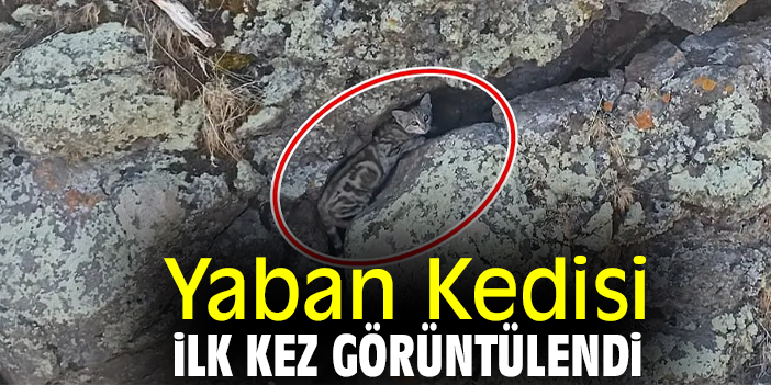 Yaban Kedisi ilk kez görüntülendi