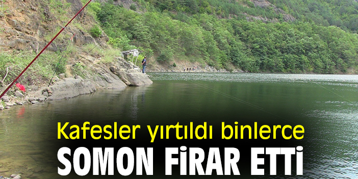 Kafesler yırtıldı binlerce somon firar etti