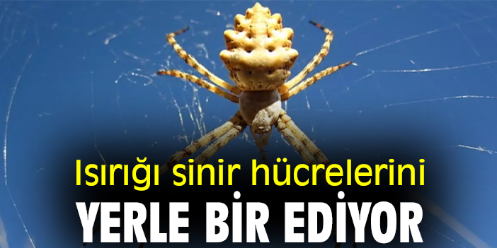 Isırığı sinir hücrelerini yerle bir ediyor