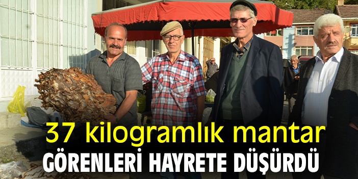 37 kilogramlık mantar görenleri hayrete düşürdü