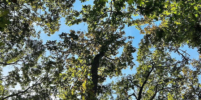 Meşe ağaçları koruma altına alındı