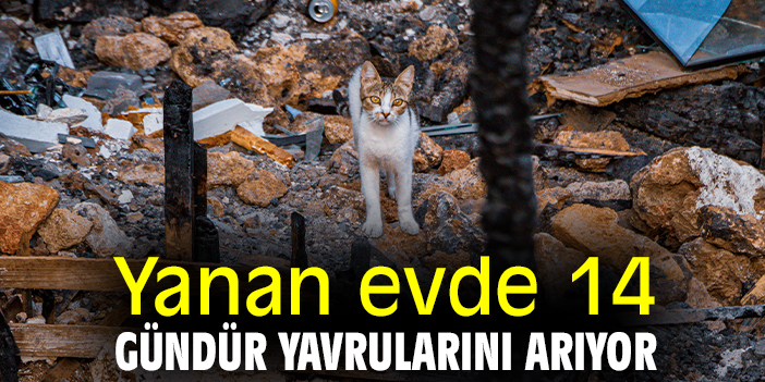 Yanan evde 14 gündür yavrularını arıyor