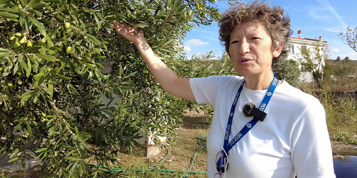 Emekli olup hayatını zeytine adadı