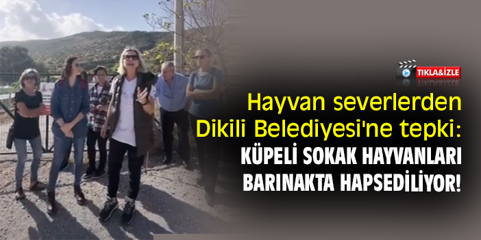 Hayvan severlerden Dikili Belediyesi'ne tepki: Küpeli sokak hayvanları barınakta hapsediliyor!