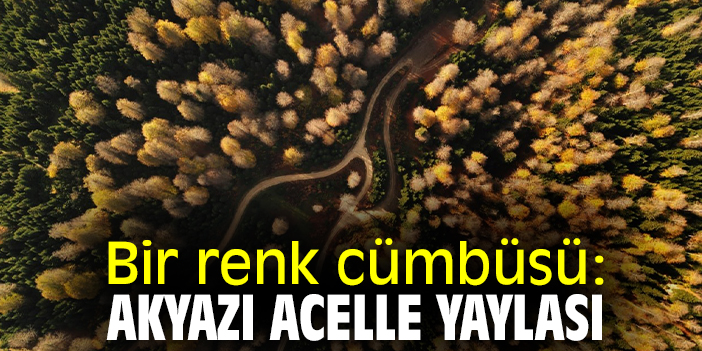 Bir renk cümbüsü: Akyazı Acelle Yaylası