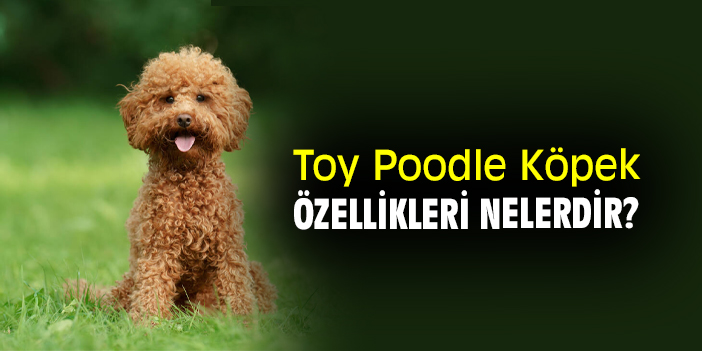 Toy Poodle Köpek Özellikleri Nelerdir?