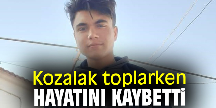 Kozalak toplarken hayatını kaybetti