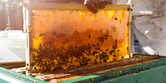 Tağşiş bal maziye karışıyor