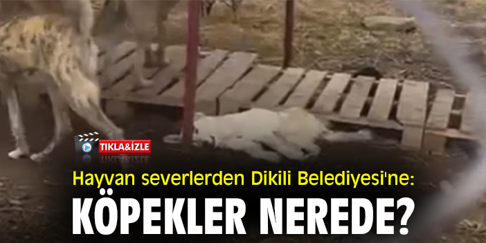 Hayvan severlerden Dikili Belediyesi'ne: Köpekler nerede?