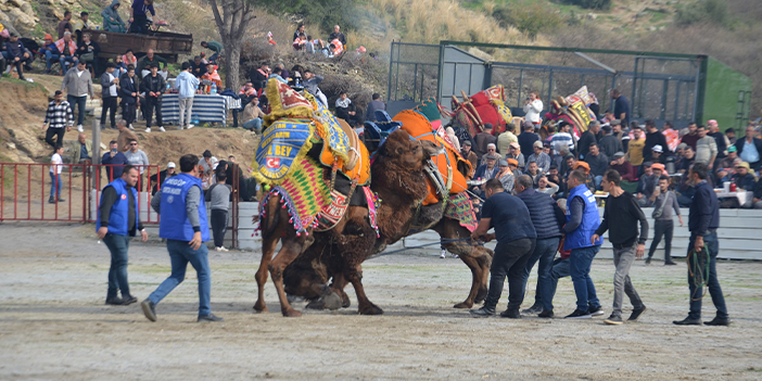 Ege'de deve güreşi sezonu başladı
