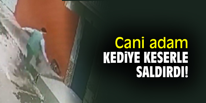 Cani adam, kediye keserle saldırdı!