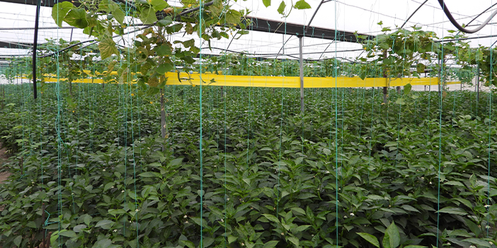 Azı şifa fazlası zarar