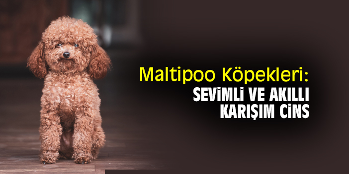 Maltipoo Köpekleri: Sevimli ve Akıllı Karışım Cins
