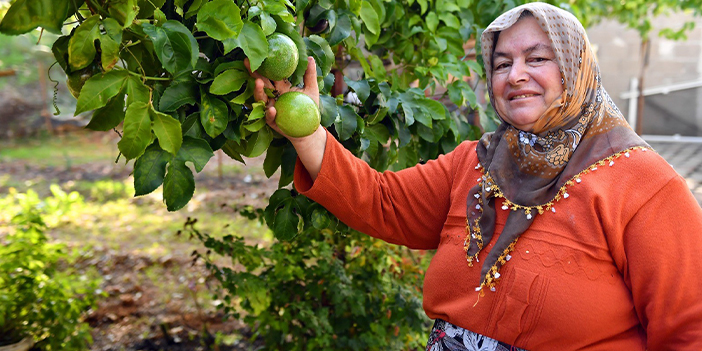 Passiflora hasadı başladı