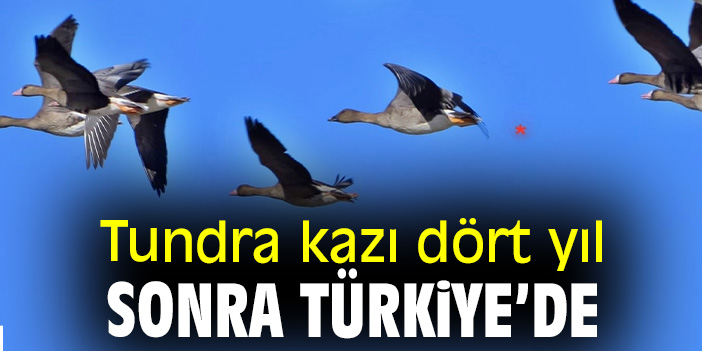 Tundra kazı, dört yıl sonra Türkiye’de