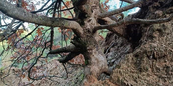 Yaşlı meşe ağacı görenleri şaşırtıyor