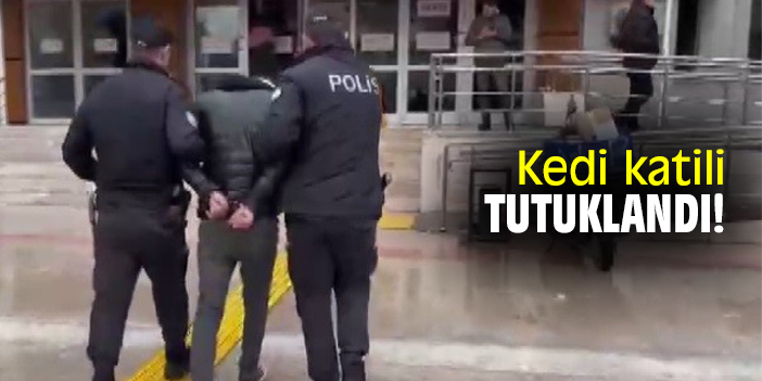 Kedi katili tutuklandı!