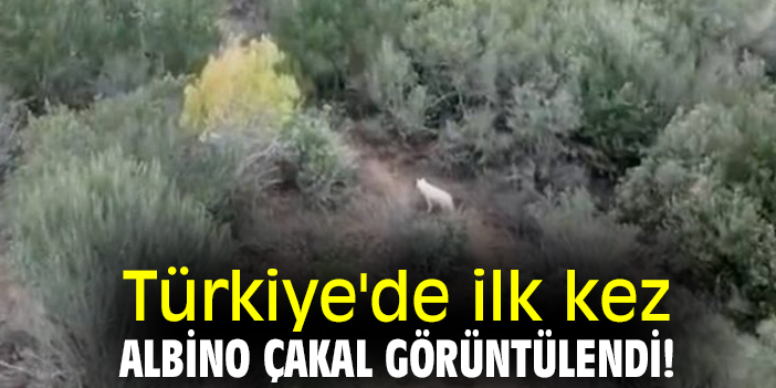Türkiye'de ilk kez albino çakal görüntülendi!