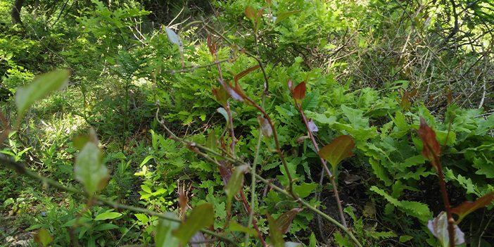 Faydaları saymakla bitmiyor