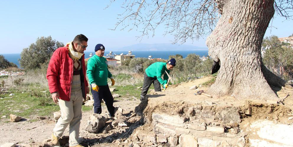 ANIT AĞAÇLAR RESTORE EDİLİYOR