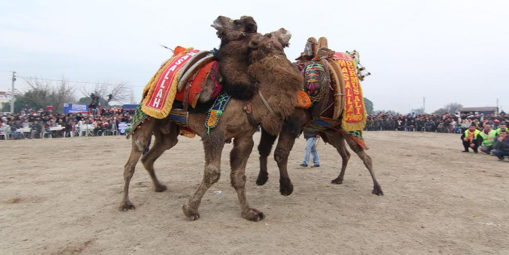 Menderes Deve Güreşleri Hafta Sonu Gerçekleşecek