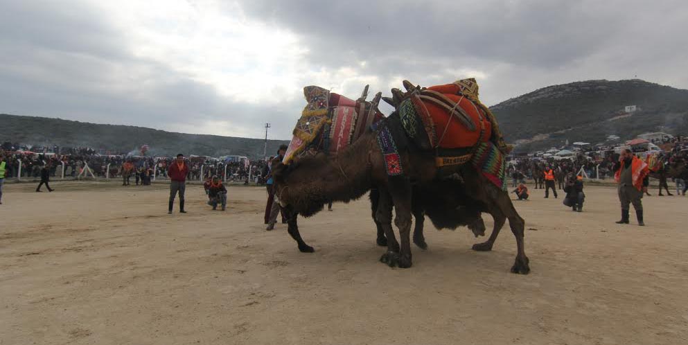 Menderes Deve Güreşleri ‘ne Yoğun Katılım