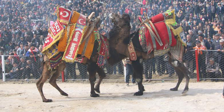 KINIK BELEDİYESİNİN DÜZENLEDİĞİ DEVE GÜREŞLERİ YAPILDI 