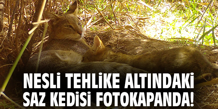 Nesli tehlike altındaki saz kedisi fotokapanda!