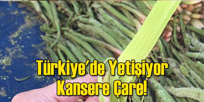 Türkiye'de Yetişiyor Kansere Çare!