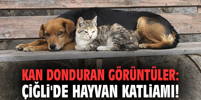 Kan donduran görüntüler: Çiğli'de hayvan katliamı